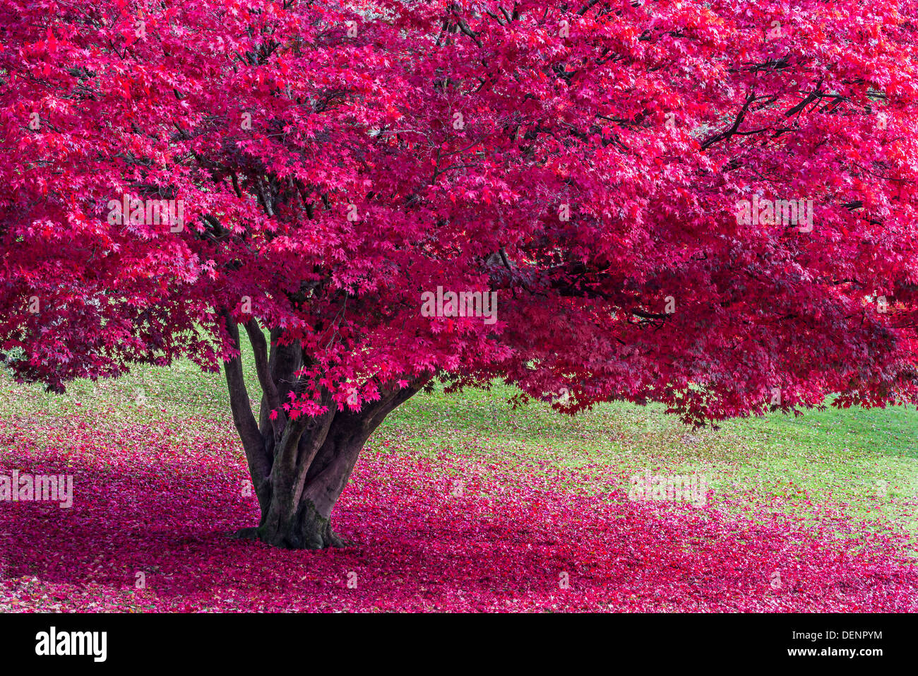 japanese maple,lake district; cumbria; england; uk; europe; Stock Photo