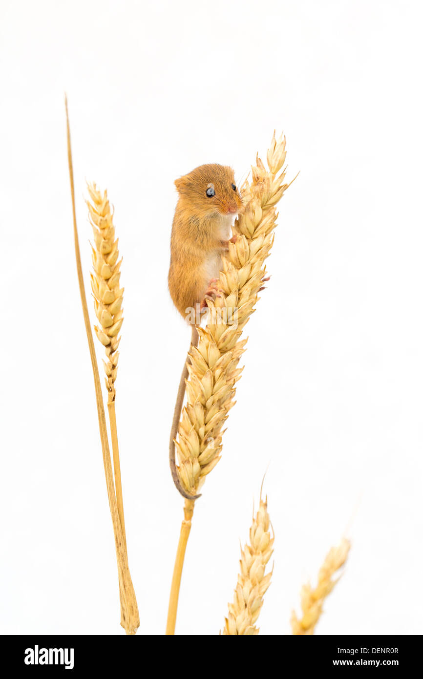 Cut-out of a harvest mouse (Micromys minutus) clinging to an ear of wheat, side view Stock Photo