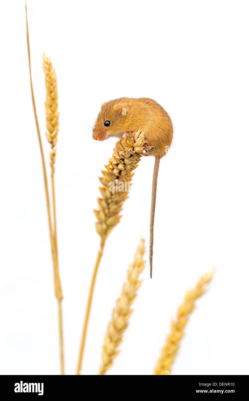 Cut-out of a harvest mouse (Micromys minutus) clinging to an ear of wheat, side view Stock Photo