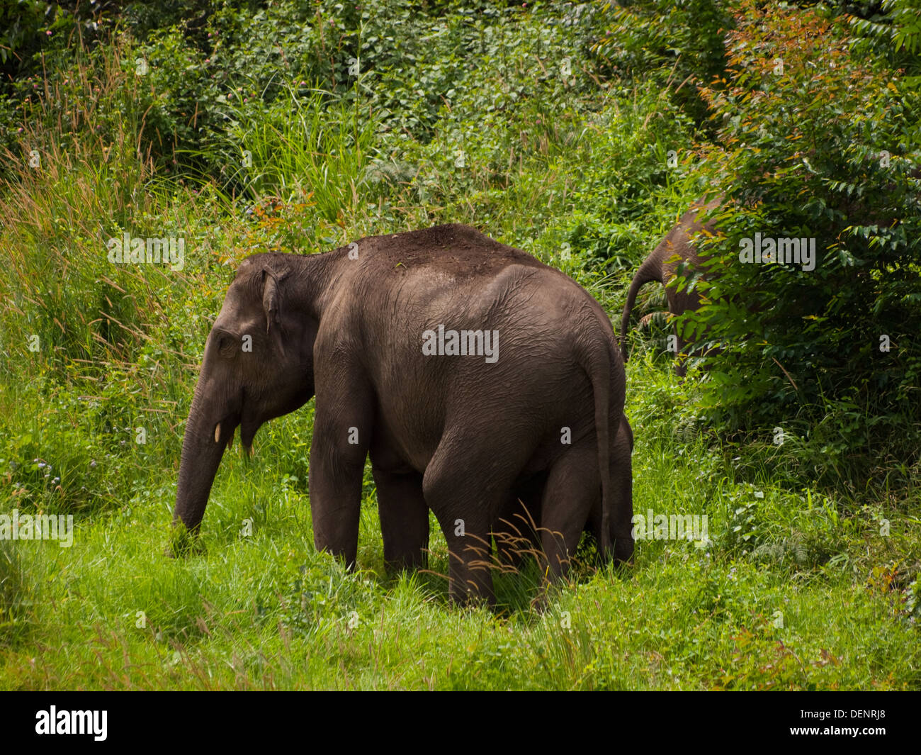 Wild Elephants Kerala Stock Photo