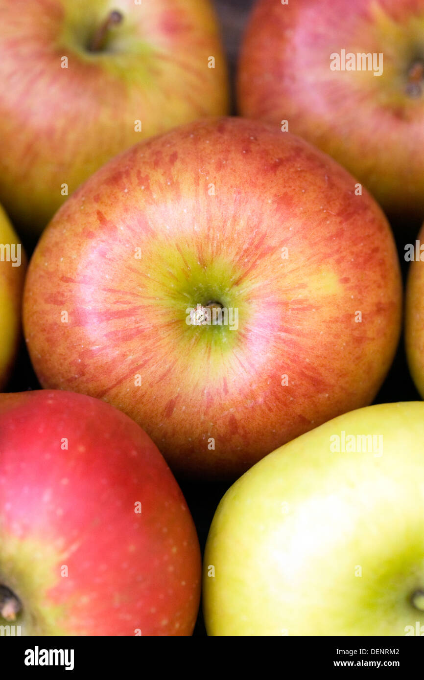 Malus domestica. Apple pattern. Stock Photo