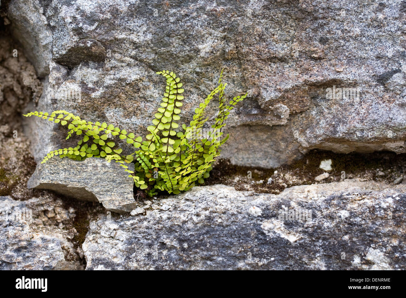Asplenium trichomanes growing in a granite wall. Maidenhair spleenwort. Stock Photo