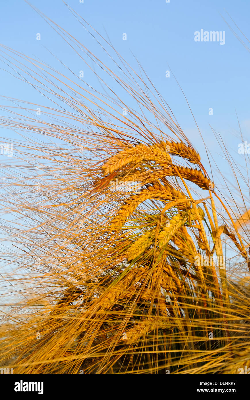 Commercial barley crop, view of ripe ears against blue sky, August, Norfolk, Stock Photo