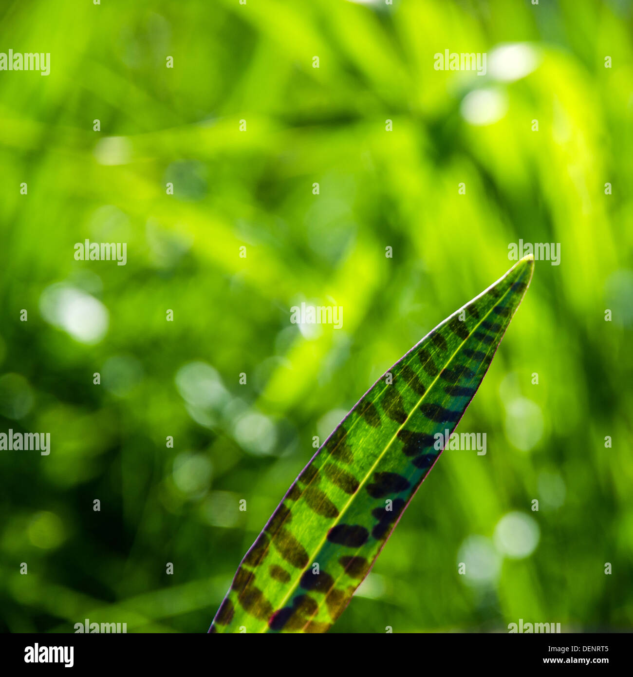 Heath spotted orchid leaf at a bright and green background. From the island Oland in Sweden. Stock Photo
