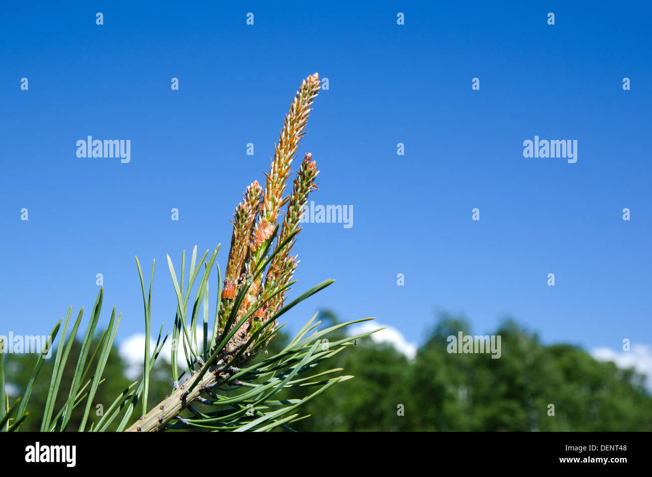 Pine tree shoots at a clear blue sky. Stock Photo