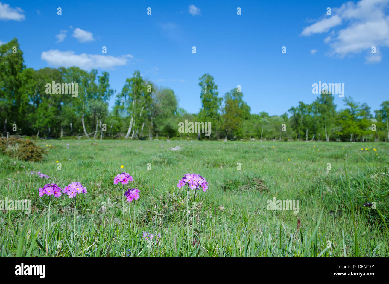 Marshland wild flower hires stock photography and images Alamy