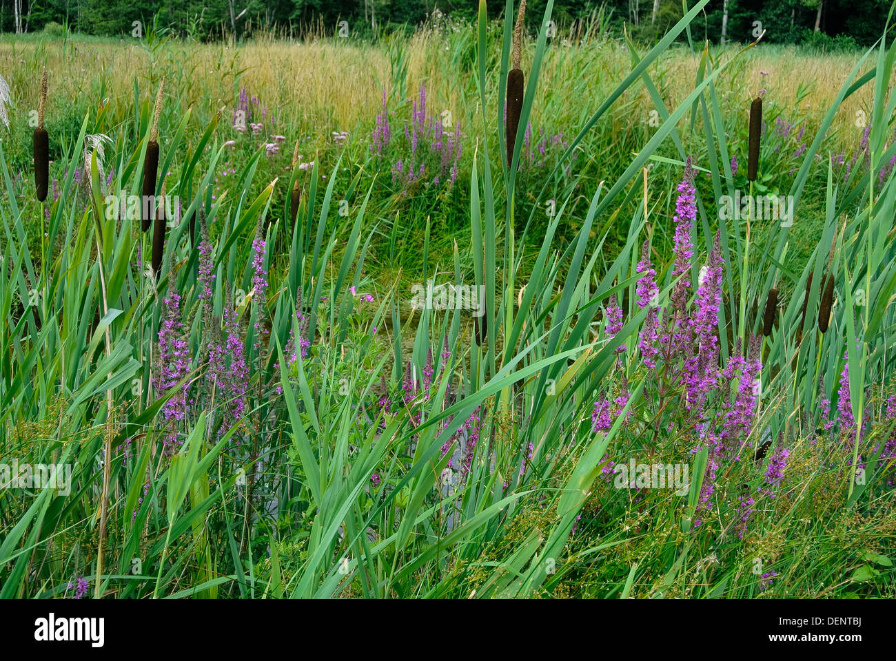 Purple loosestrife, Lythrum salicaria, and greater reedmace, Typha latifolia, growing in wet pasture Stock Photo