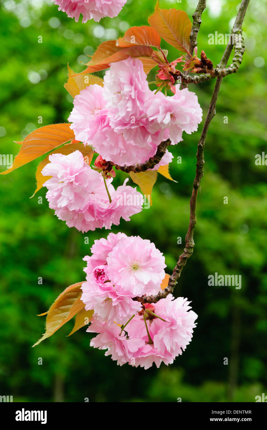 Sakura poster hi-res stock photography and images - Alamy