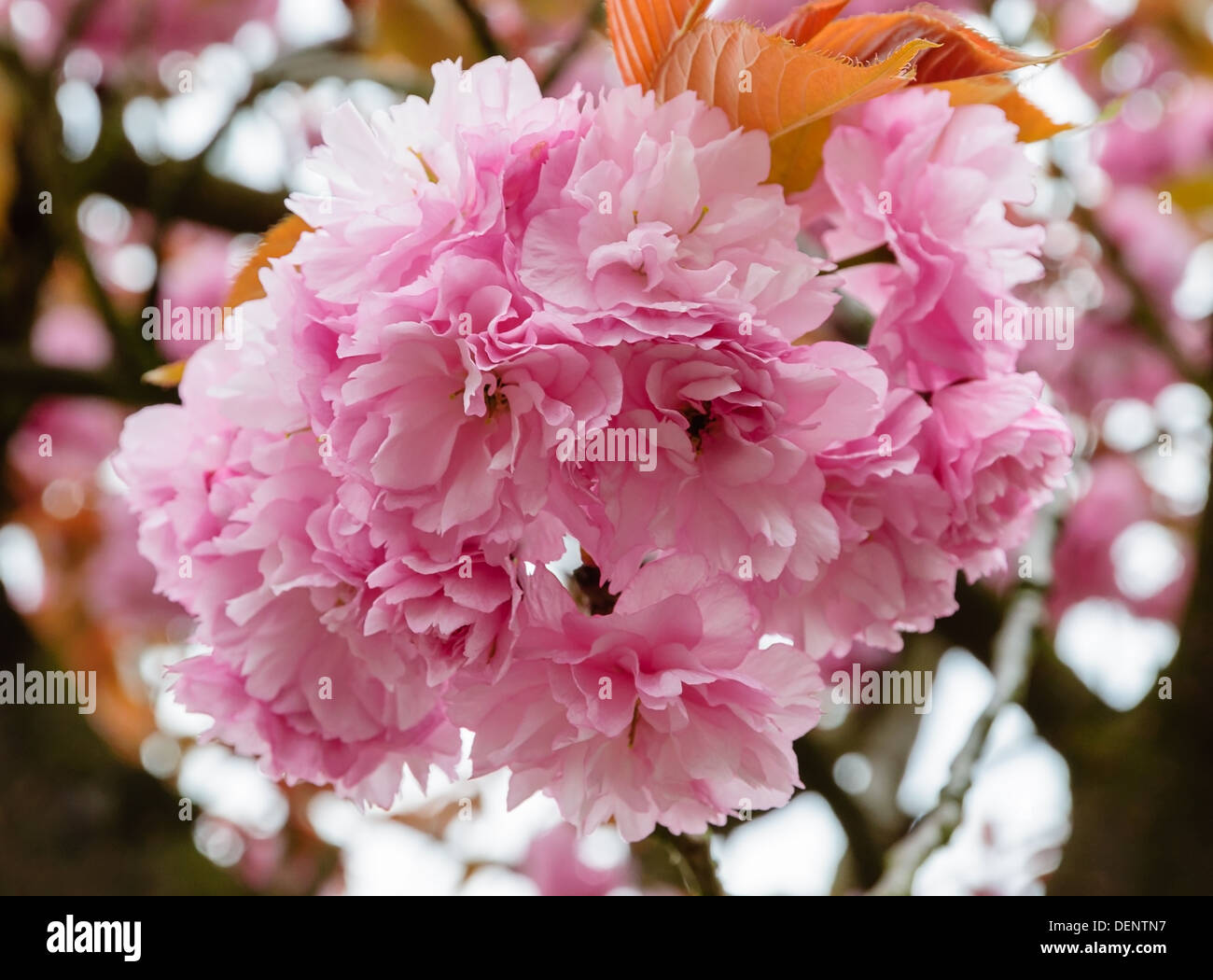 Sakura poster hi-res stock photography and images - Alamy