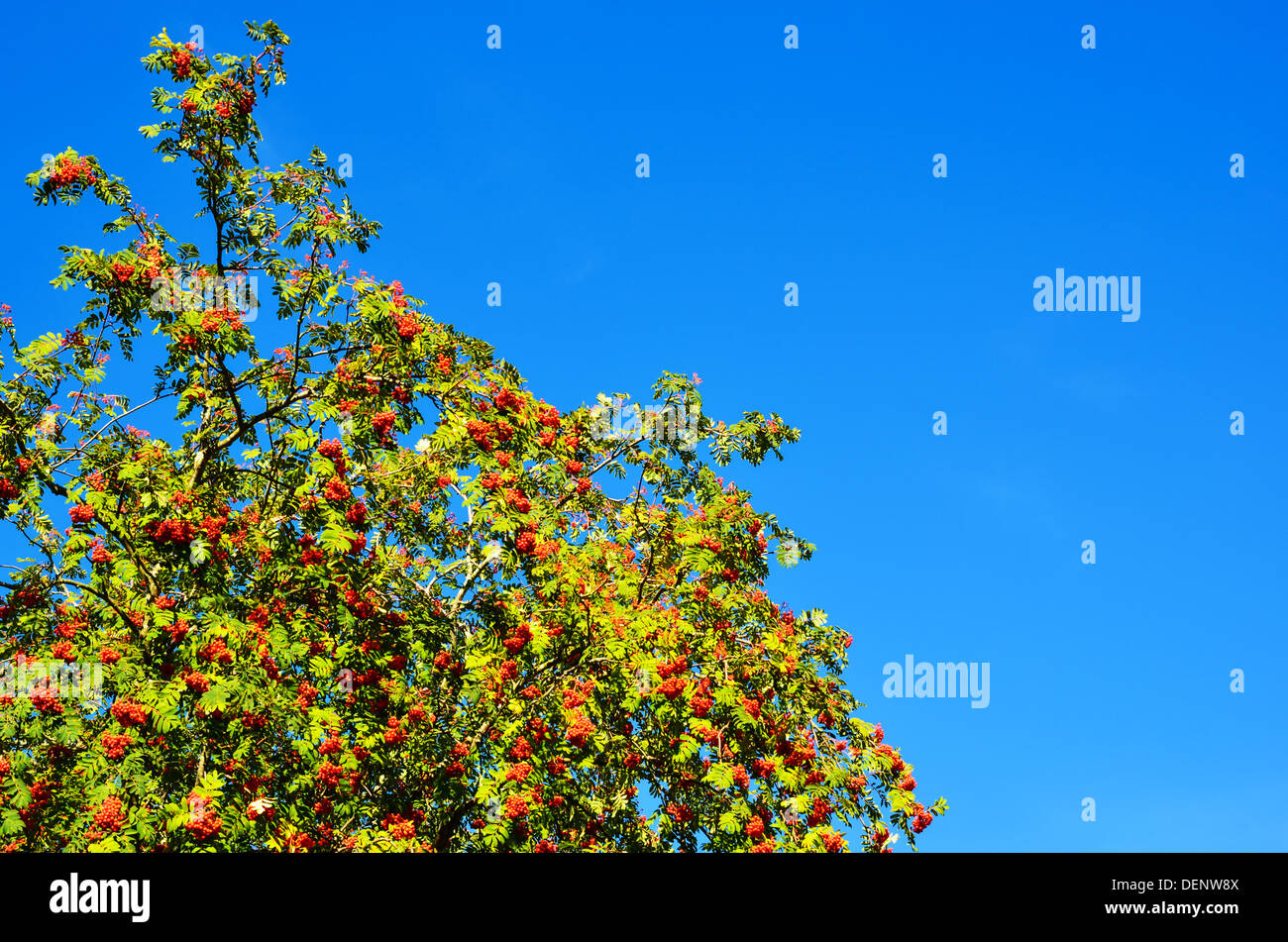 Ash sky hi-res stock photography and images - Alamy