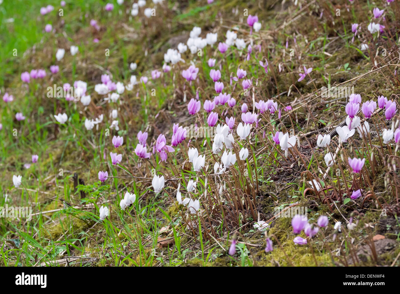 Late summer flowering Cyclamen growing on a shady bank Stock Photo
