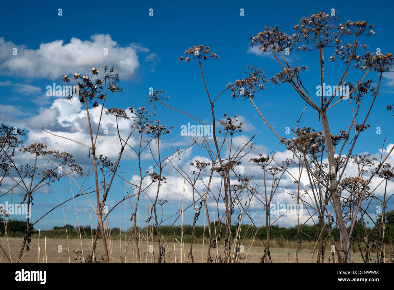 Cow parsley. Anthriscus sylvestris, seed heads in late summer Stock