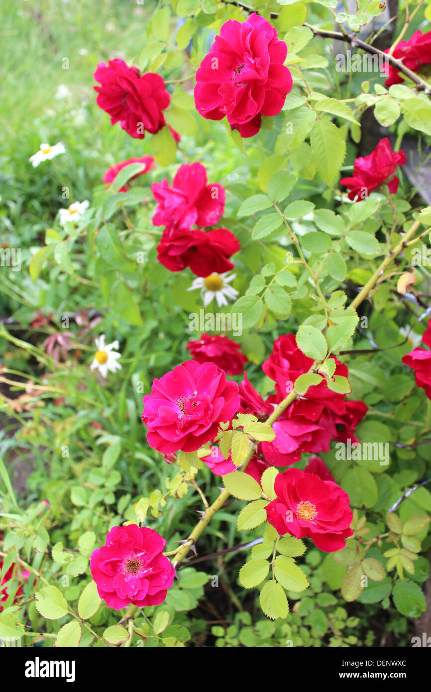 Dense roses hi-res stock photography and images - Alamy