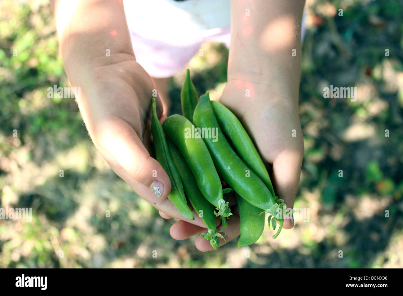green pea pod laying on the palms Stock Photo