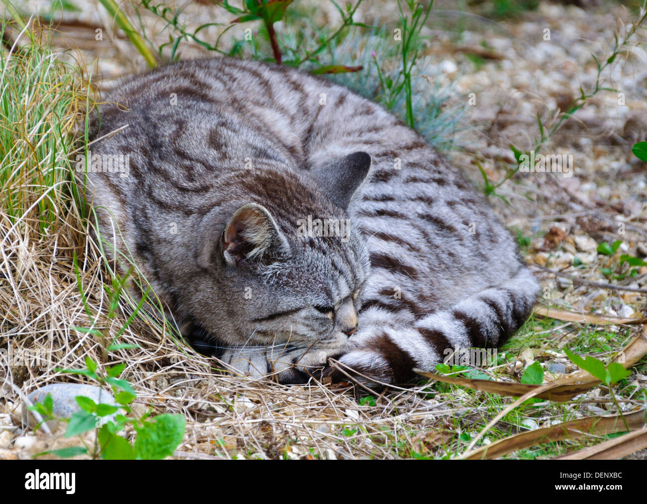 Tabby cat curled up and sleeping Stock Photo