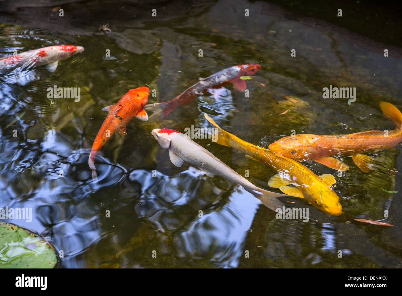 Beautiful koi fish and lily pads in a garden. Stock Photo