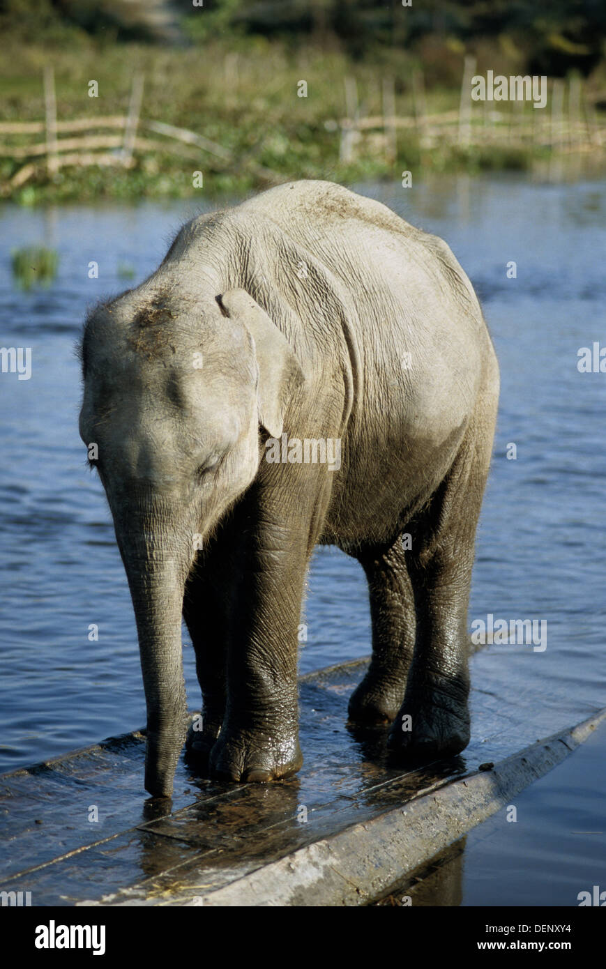 elephant, nepal, jungle, wildlife, asia Stock Photo Alamy