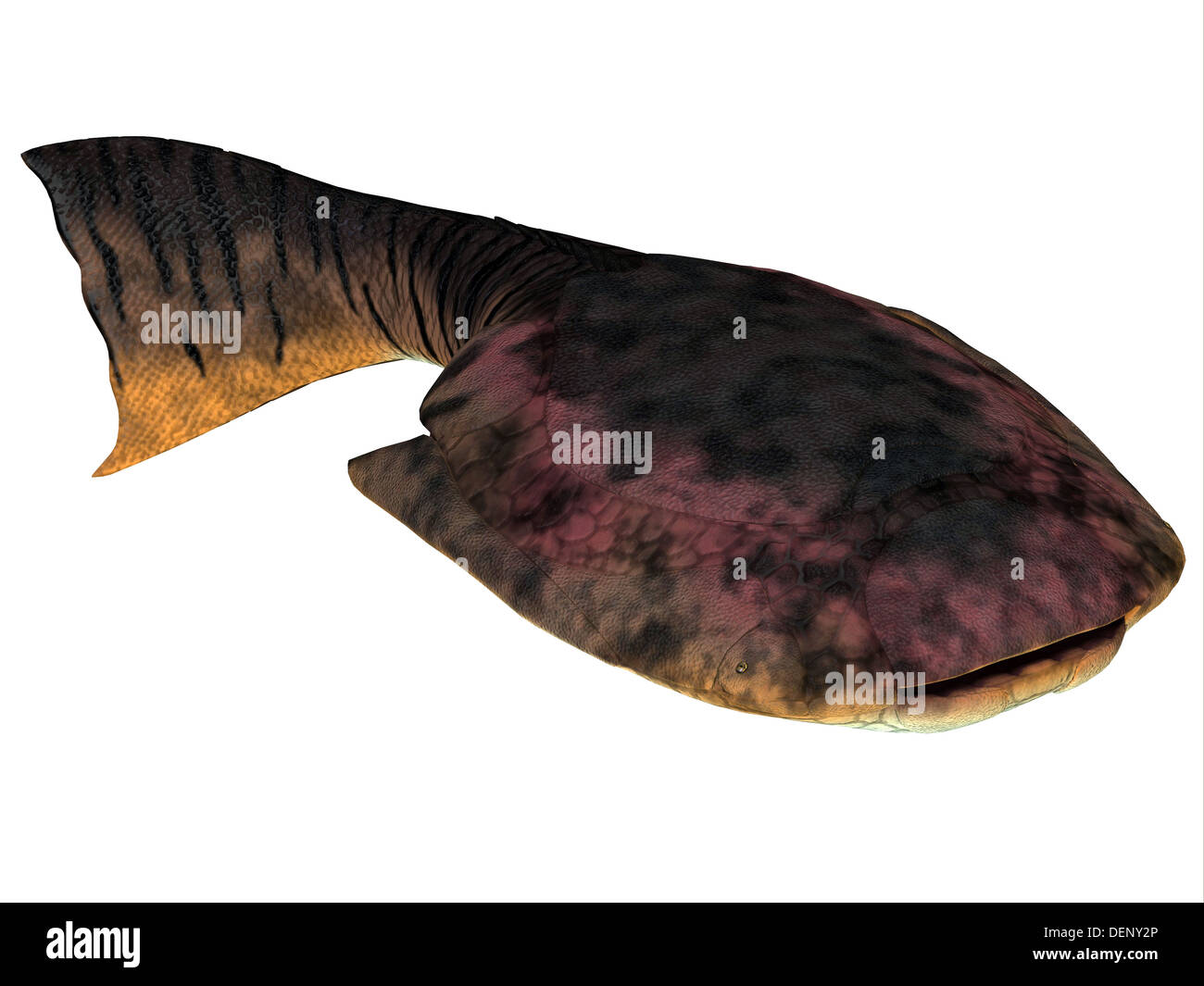Drepanaspis is an extinct species of primitive jawless fish from the Devonian Period. Stock Photo