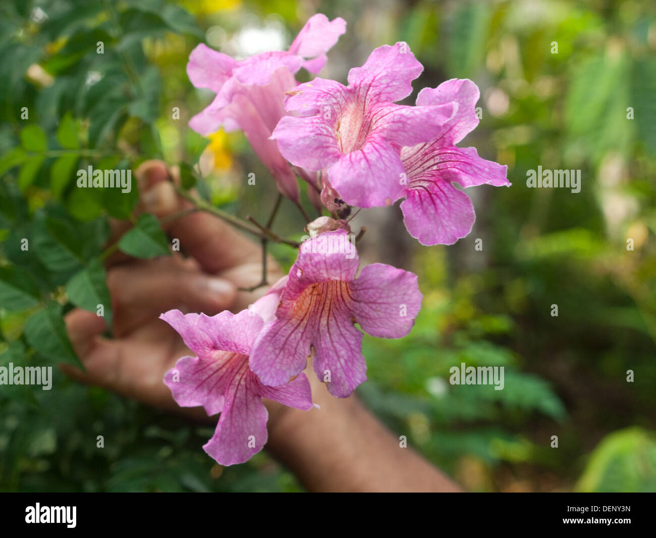 Spices growing in India Stock Photo Alamy