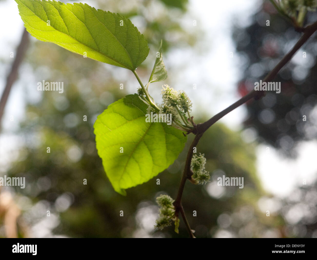 Spices growing in India Stock Photo Alamy