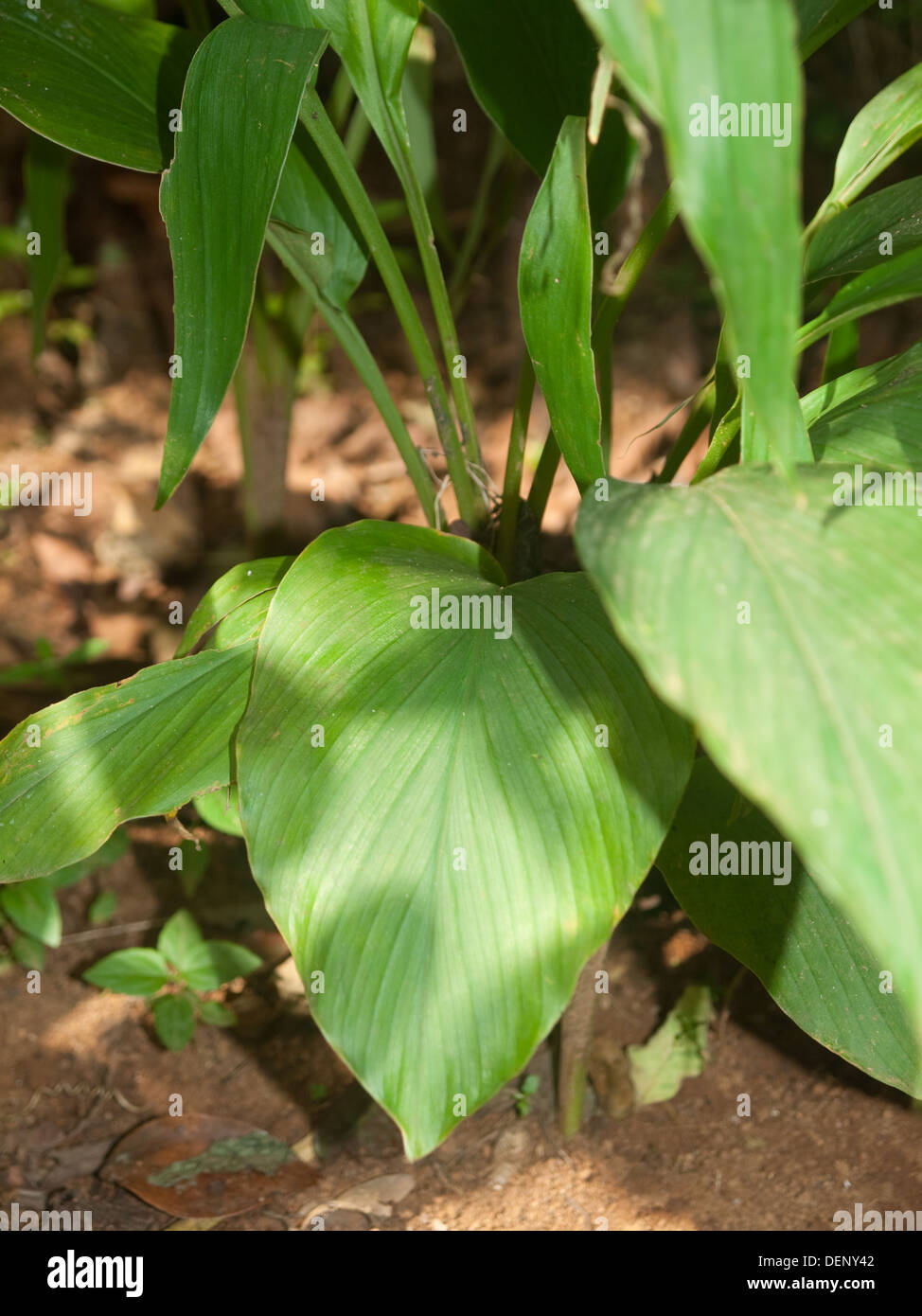 spices growing in India Stock Photo Alamy