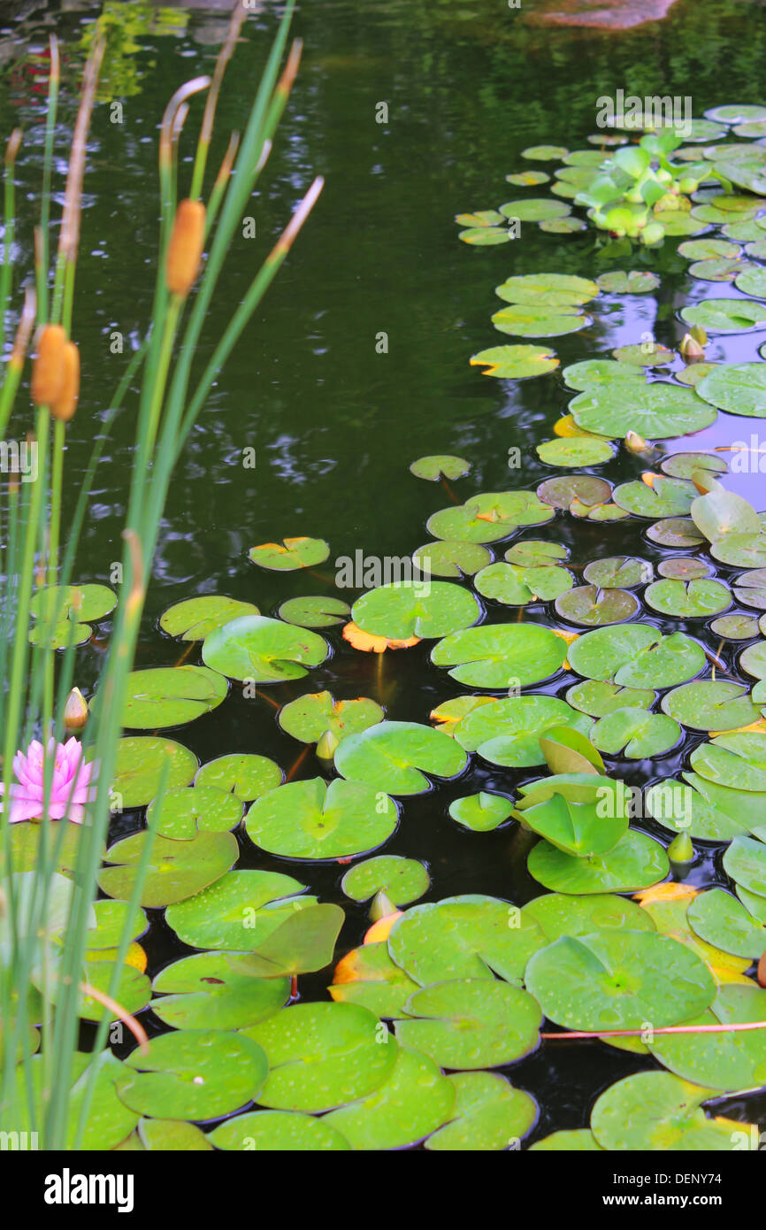 A garden pond filled with green Lily pads and cattails and one pink