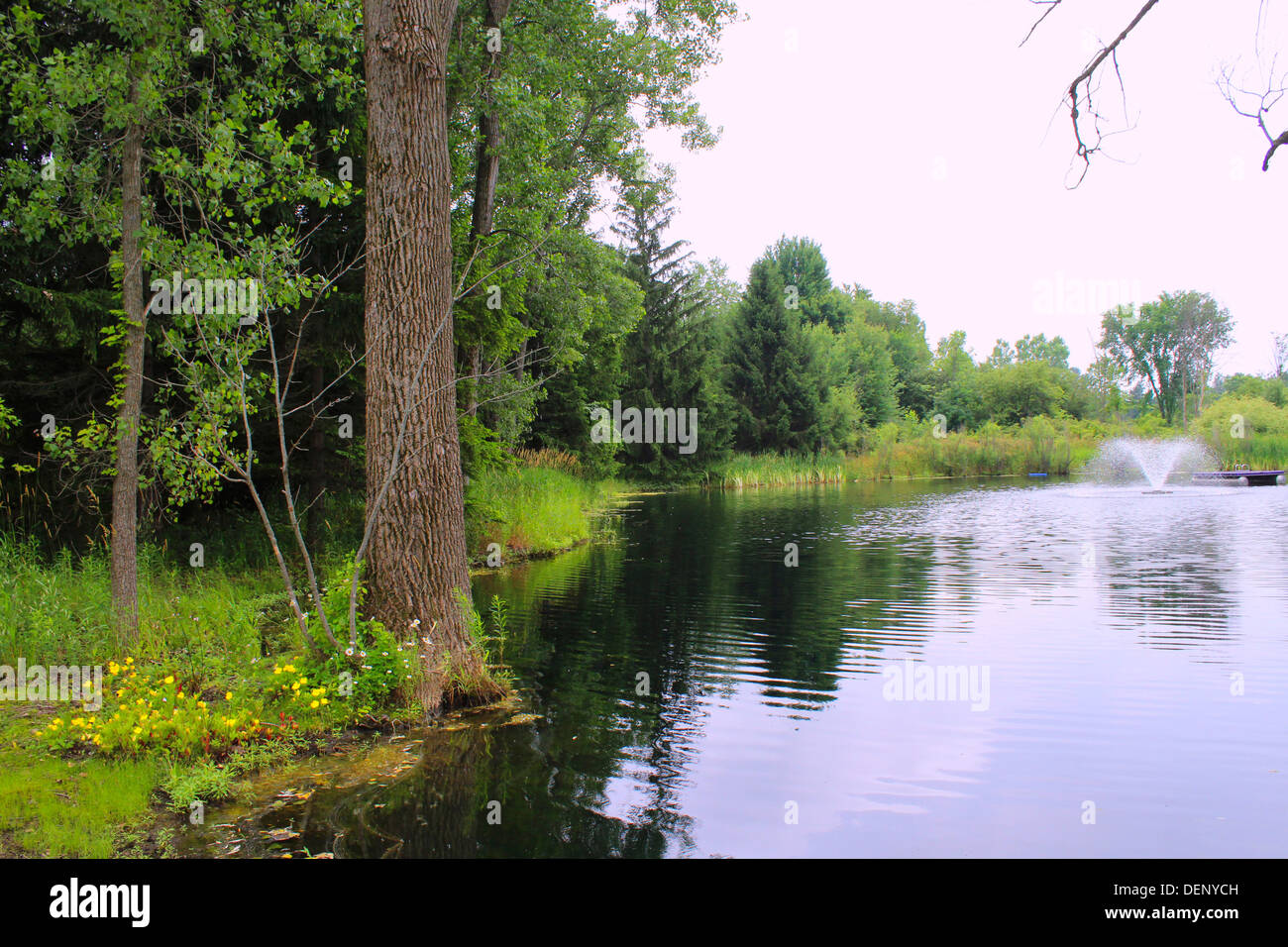A pond is a body of standing water, either natural or man-made, that is usually smaller than a lake. Stock Photo
