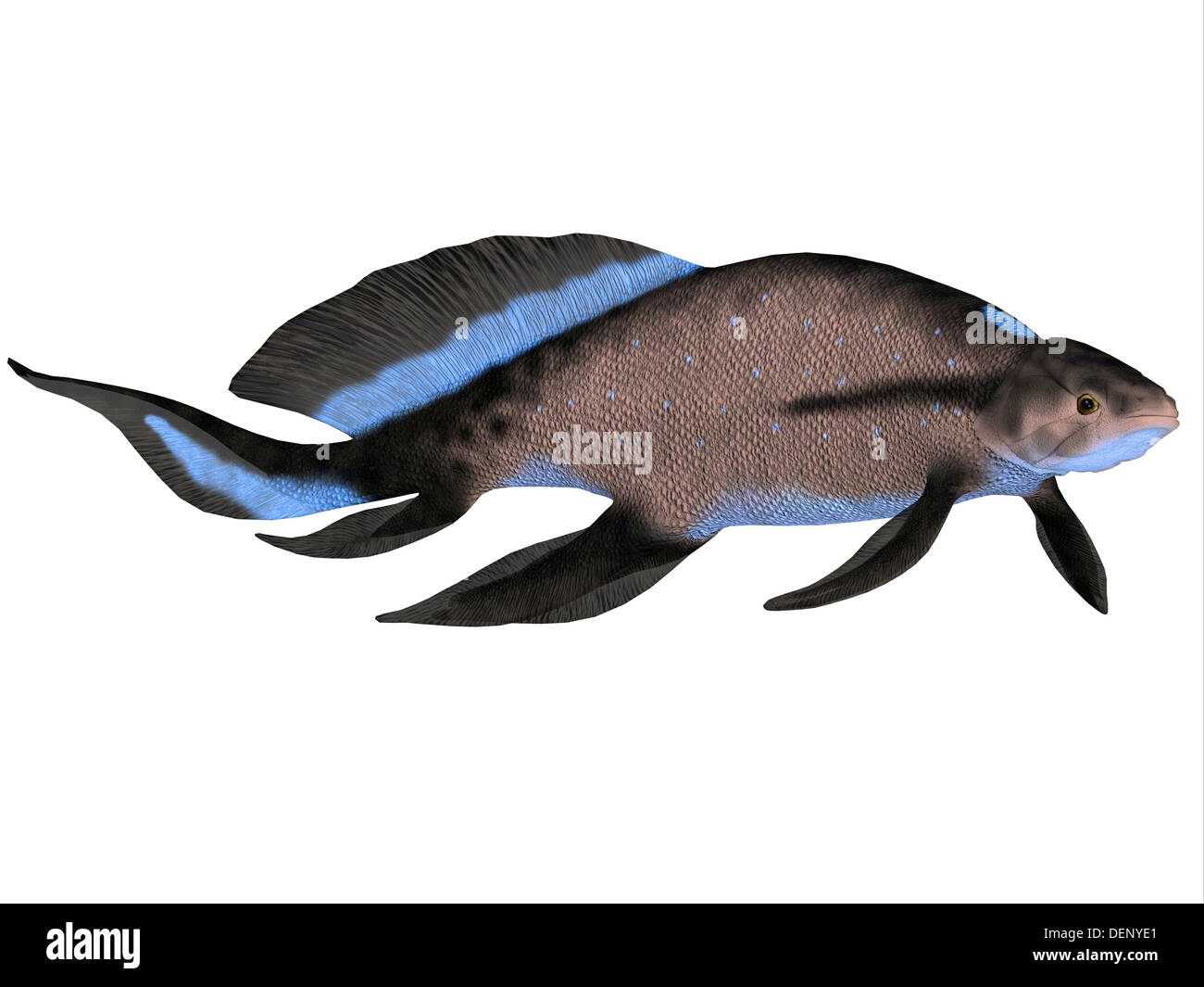 Scaumenacia is an extinct genus of prehistoric lobe-finned fish from the Devonian Period. Stock Photo