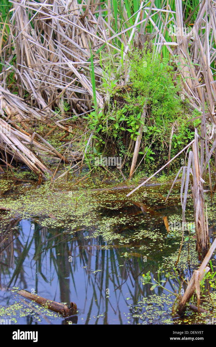 This wetland swamp is filled with duckweed and cattails. Stock Photo