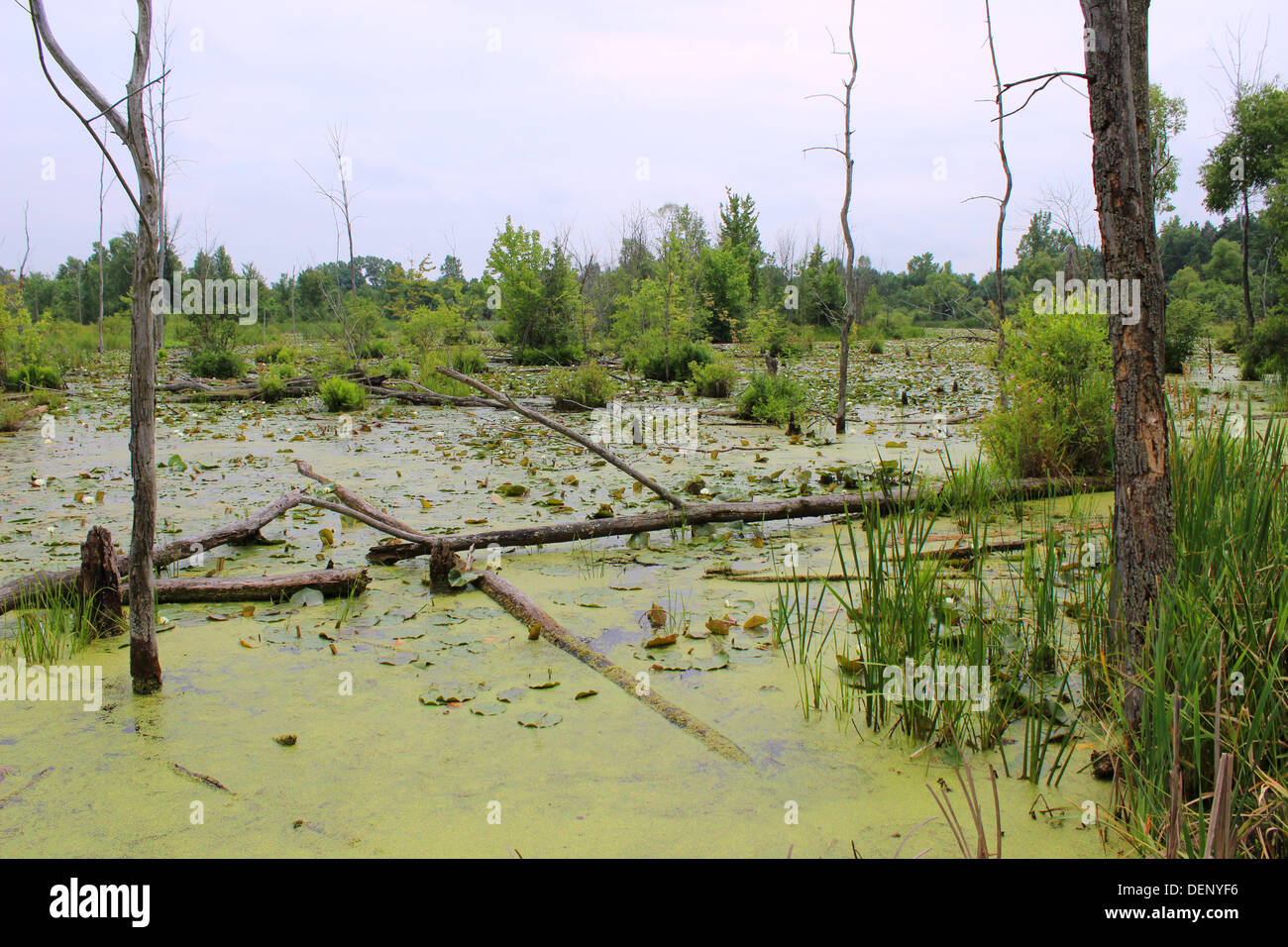 This is a Michigan swamp near Lapeer which is visited by Canadian geese, deer, muskrat, and turtles. Stock Photo
