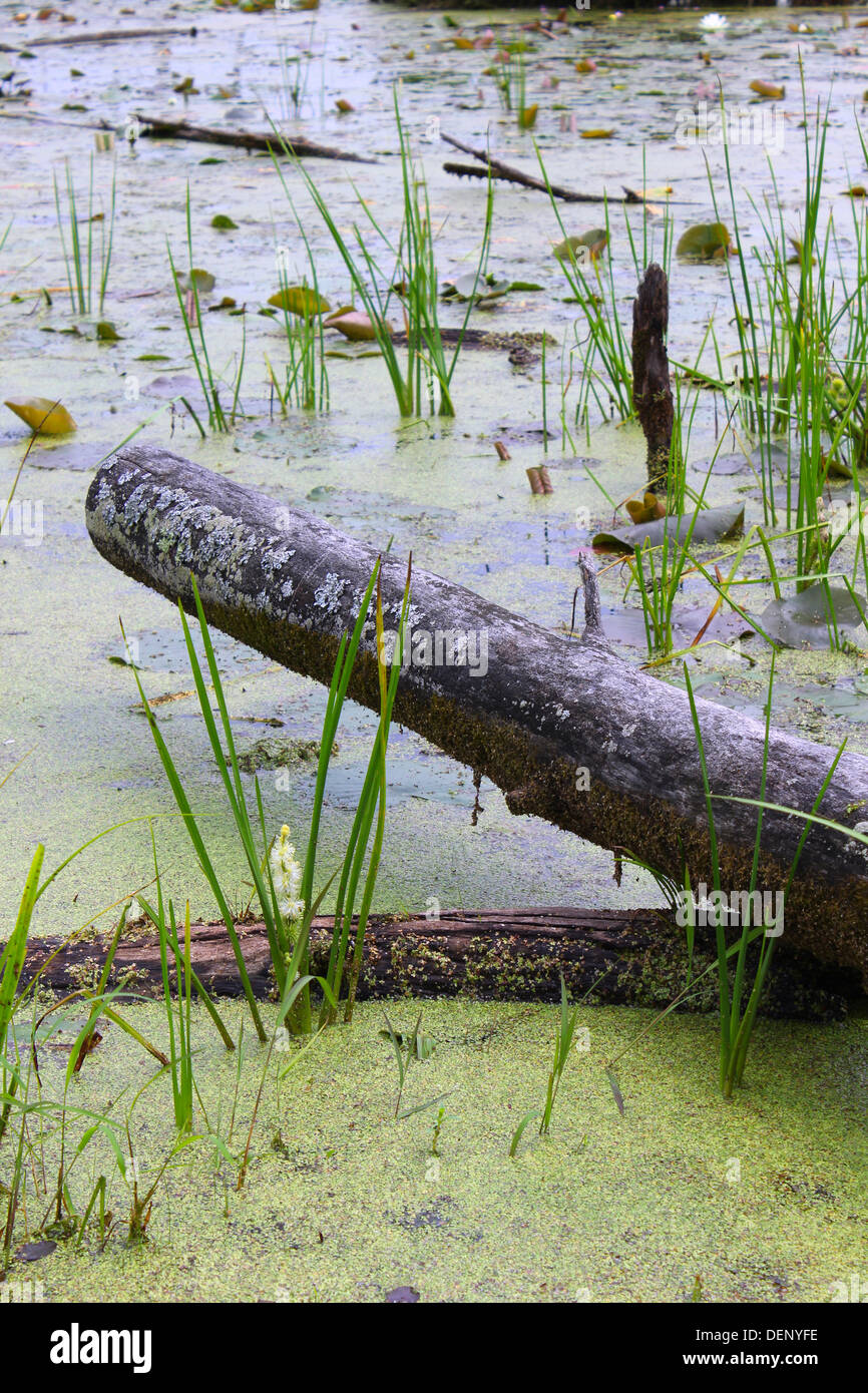 A cut fallen log lays in a swampy bog in Lapeer, Michigan. Stock Photo