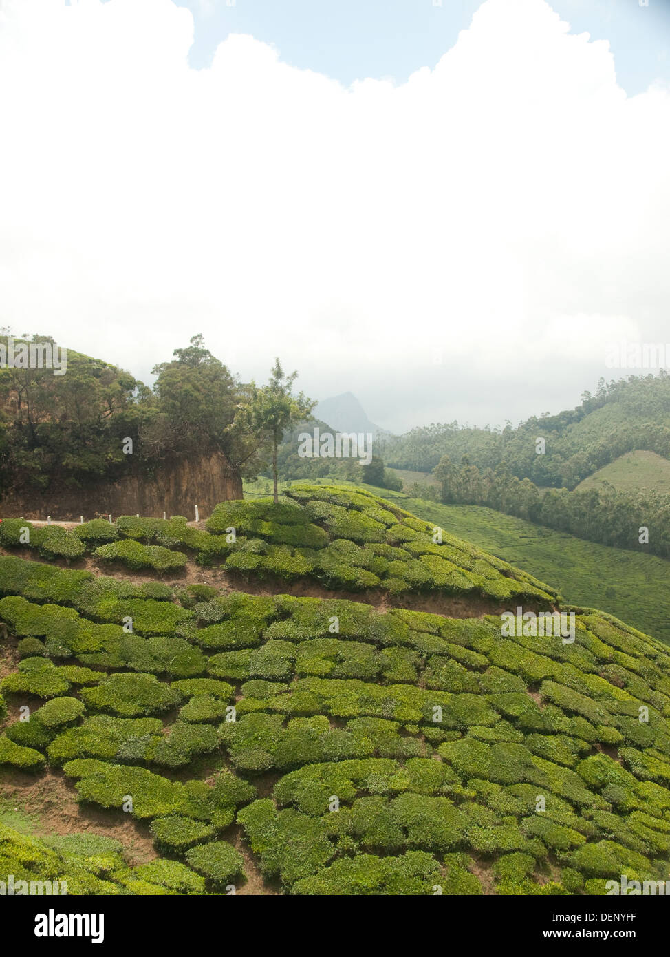 Tea garden plantations in Munnar Hill Station Kerala Stock Photo Alamy