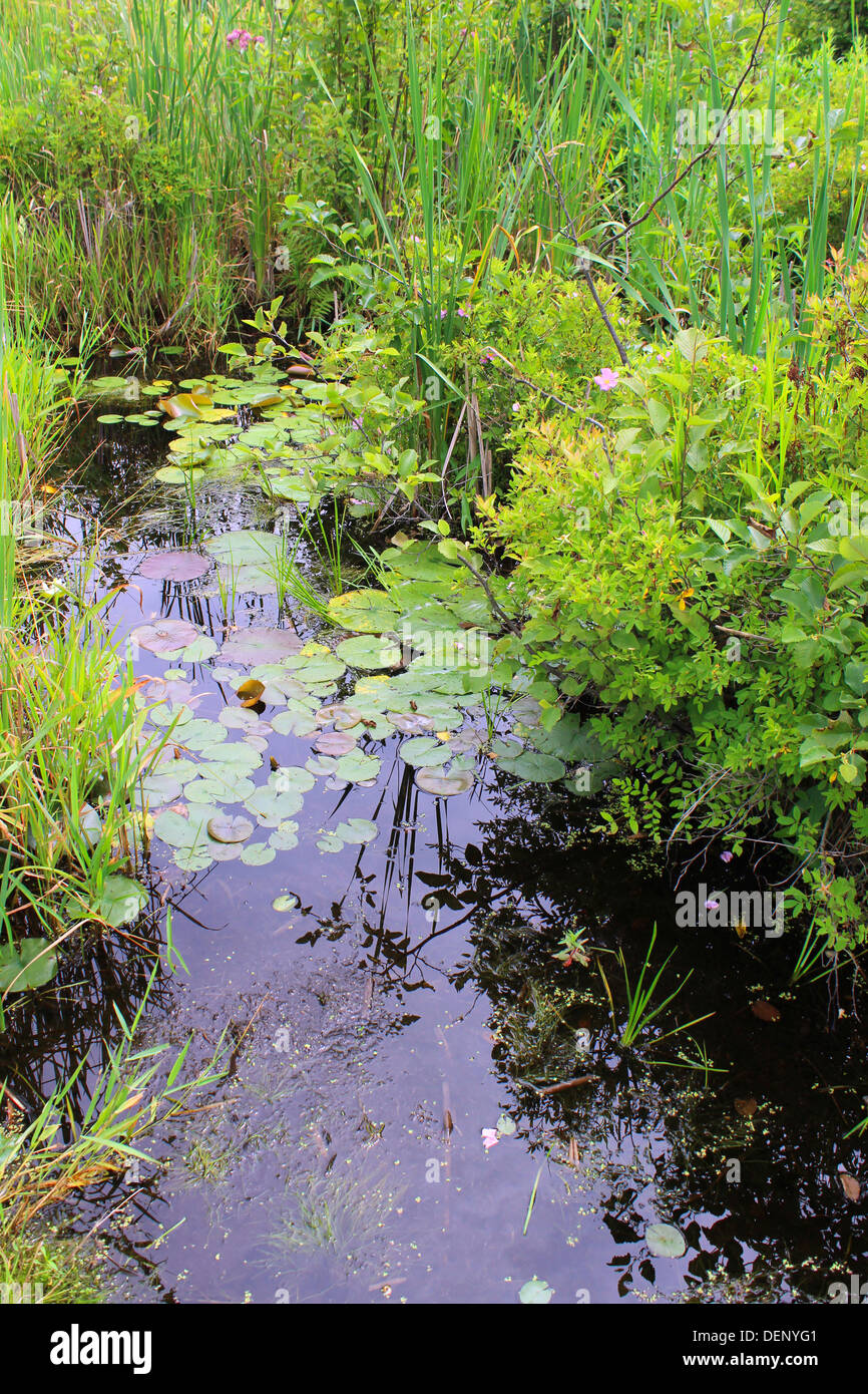 Wildflowers, lily pads and cattails in a swampy bog in Lapeer, Michigan. Stock Photo