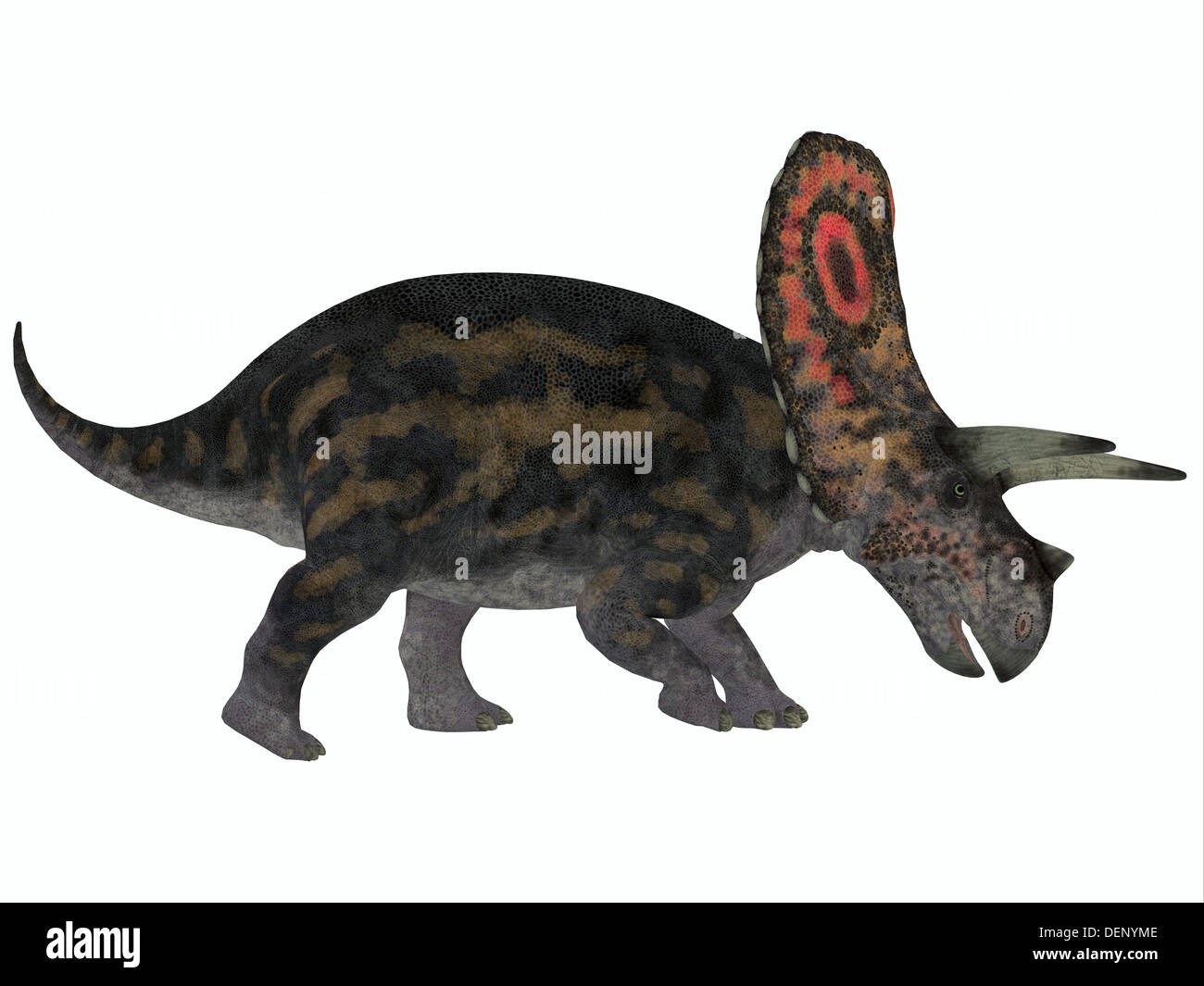Torosaurus had the largest skulls of any known land animal. It was herbivorous dinosaur from the Late Cretaceous period. Stock Photo