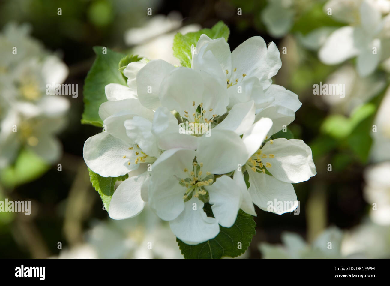 apple blossom on tree springtime england uk Stock Photo