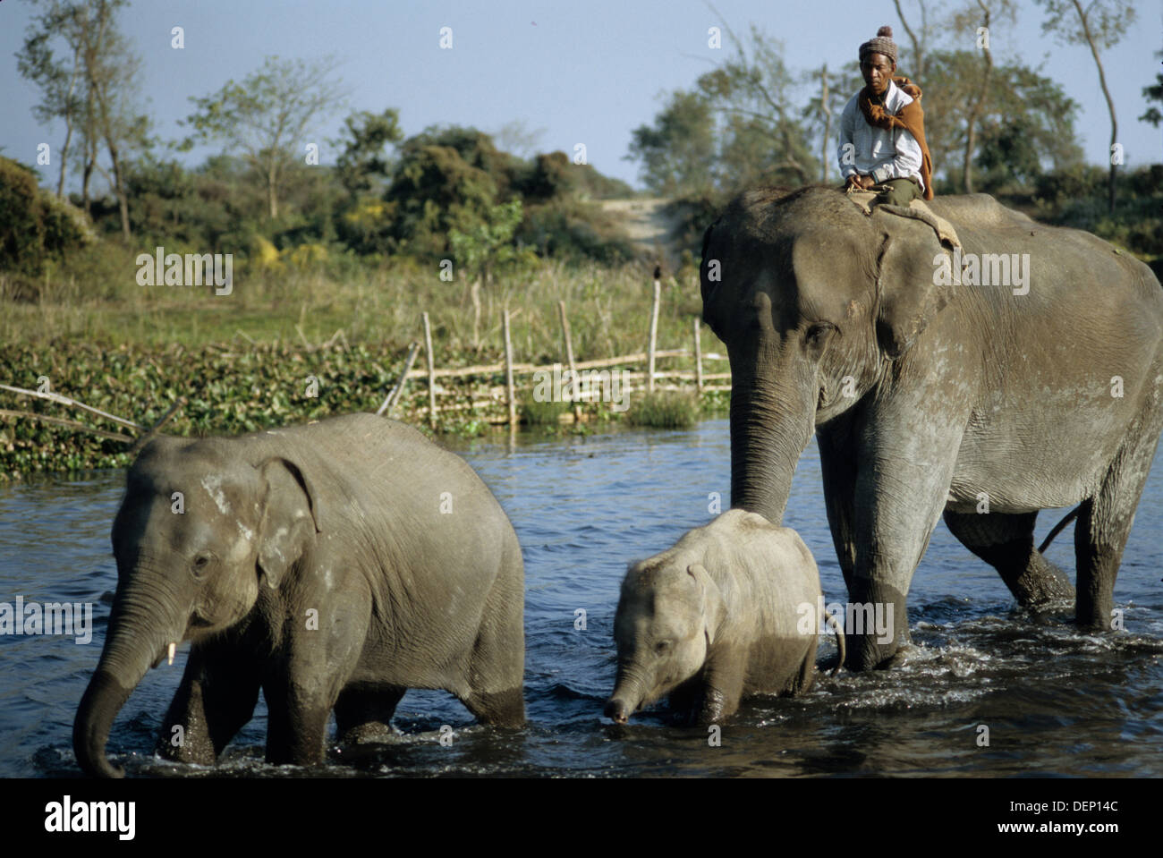 elephant, nepal, jungle, wildlife, asia Stock Photo Alamy