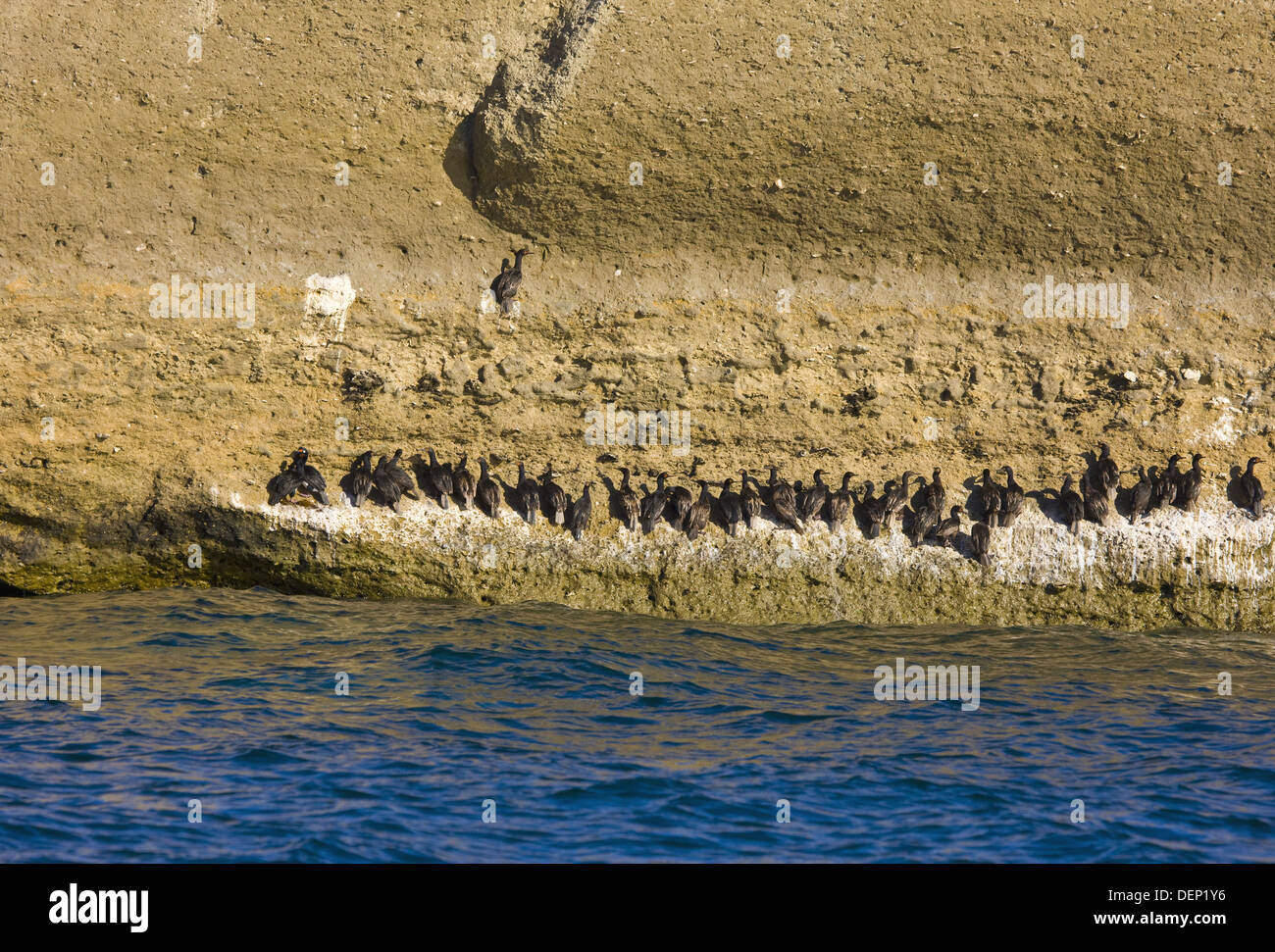 Rock Cormorant (Phalacrocorax magellanicus), Valdes Peninsula