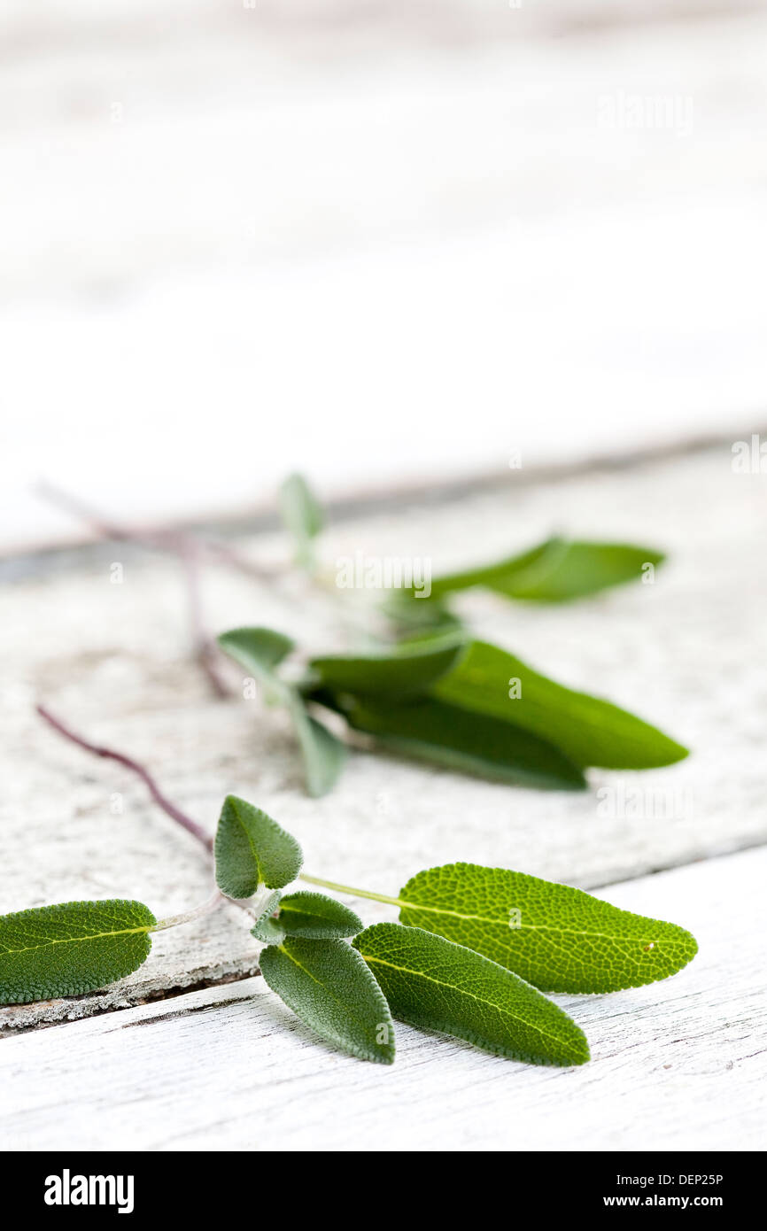 Two sprigs of fresh sage on a white wood surface. Stock Photo