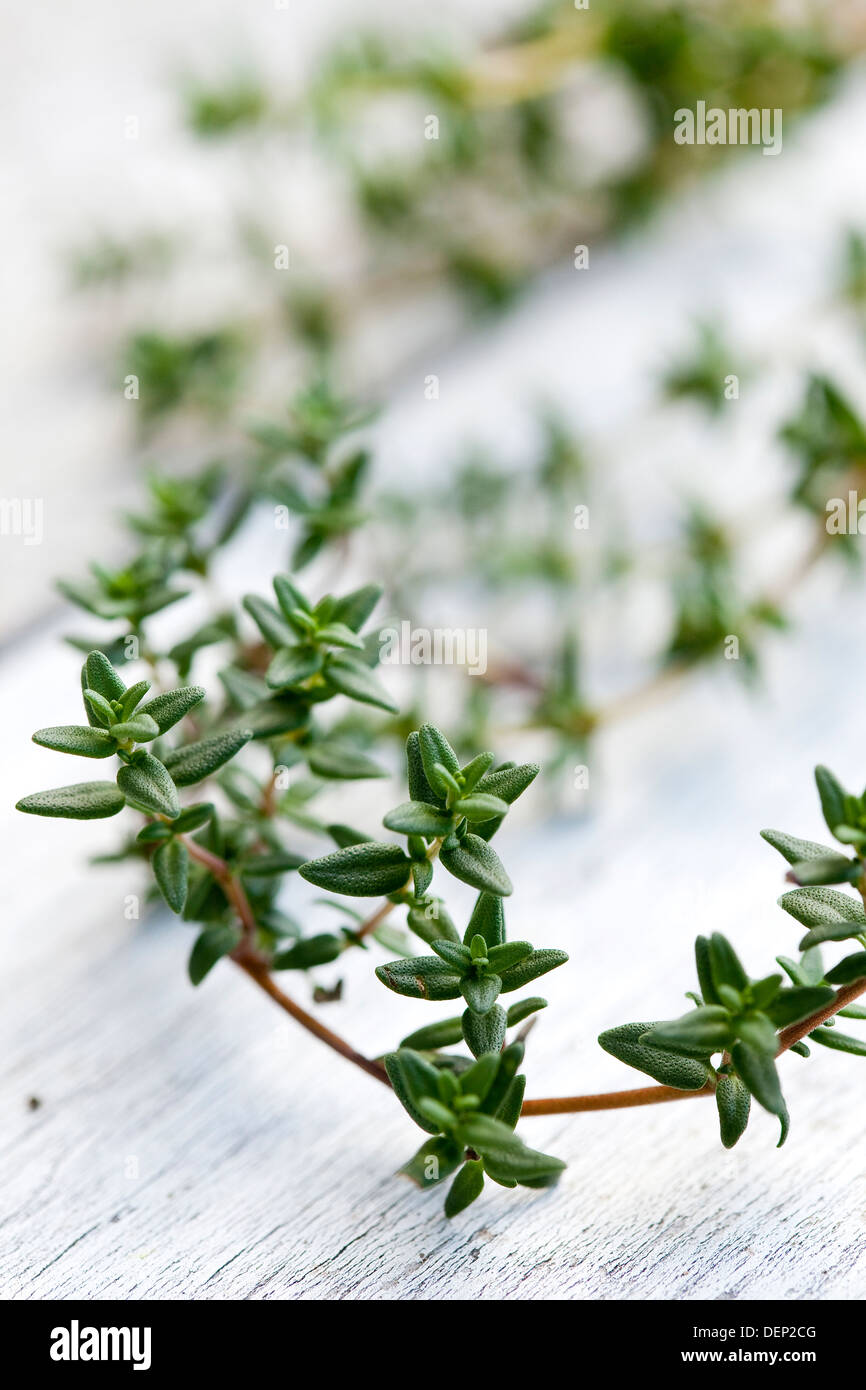 Sprig of thyme hires stock photography and images Alamy