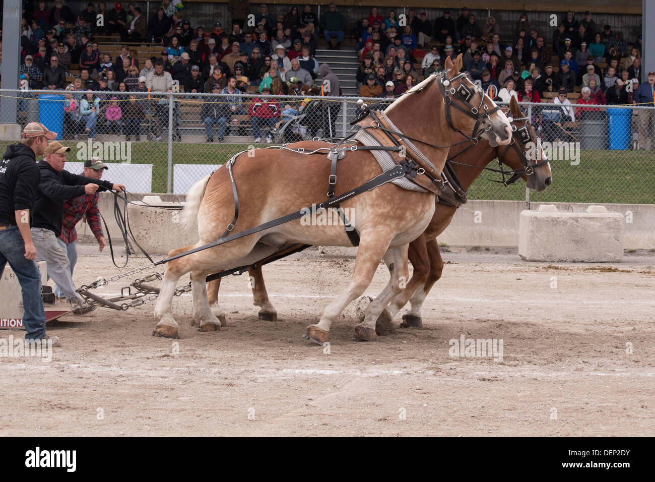 Belgian team pulling weight load in heavy horse pull competition at Lindsay  Fair in Kawartha Lakes while crowd watches Stock Photo - Alamy