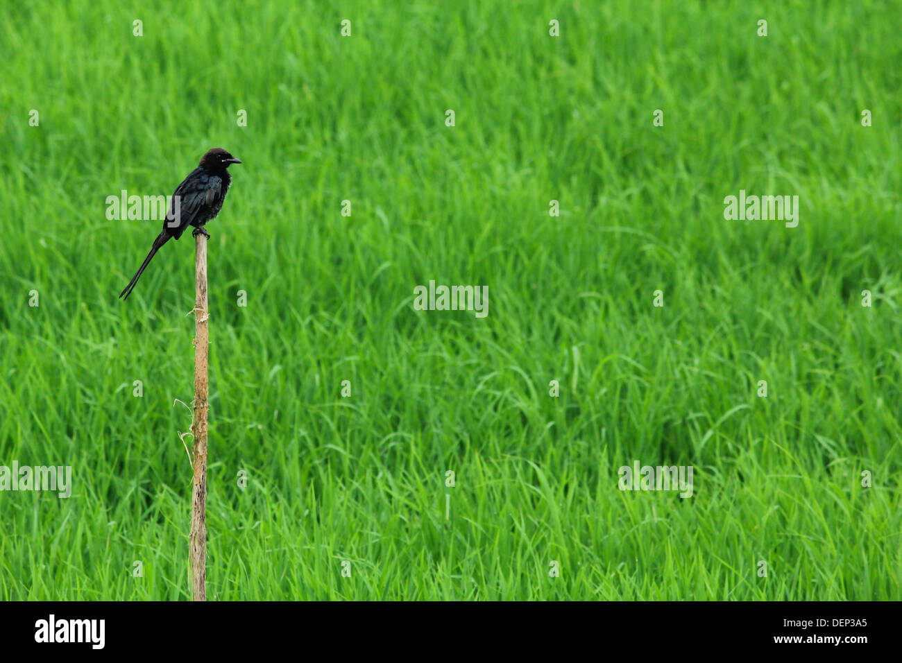 Black Drongo (Dicrurus macrocercus) perched on branch in a paddy field Stock Photo