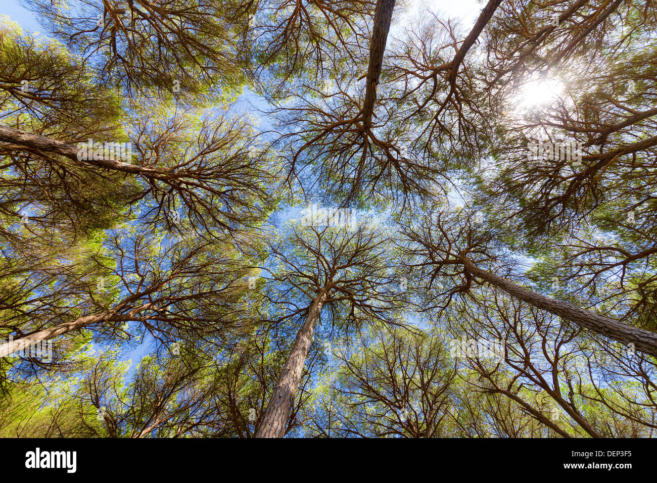 Stand of pine trees hi-res stock photography and images - Alamy