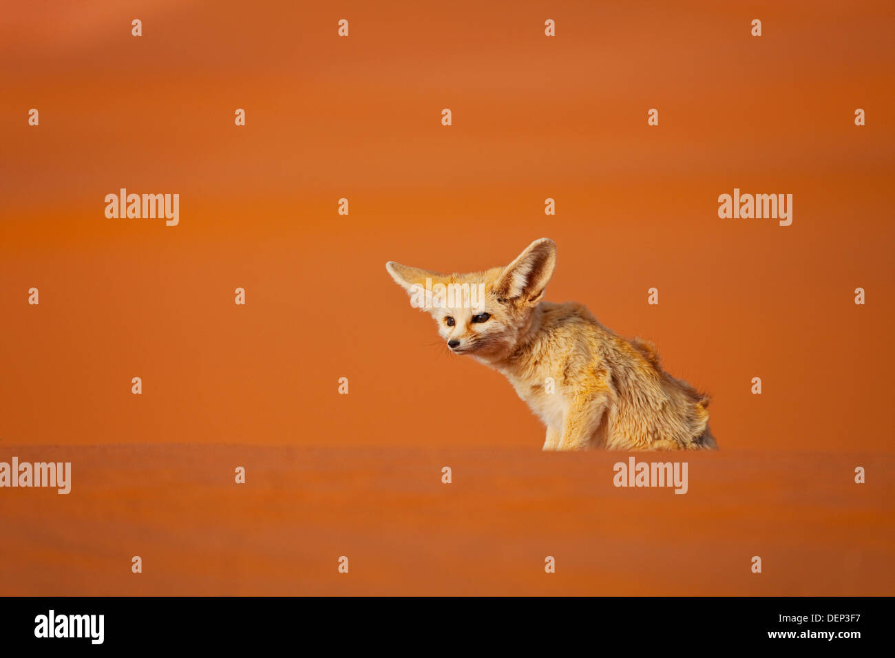 Fennec Fox (Vulpes zerda), Sahara Desert, Merzouga, Morocco Stock Photo