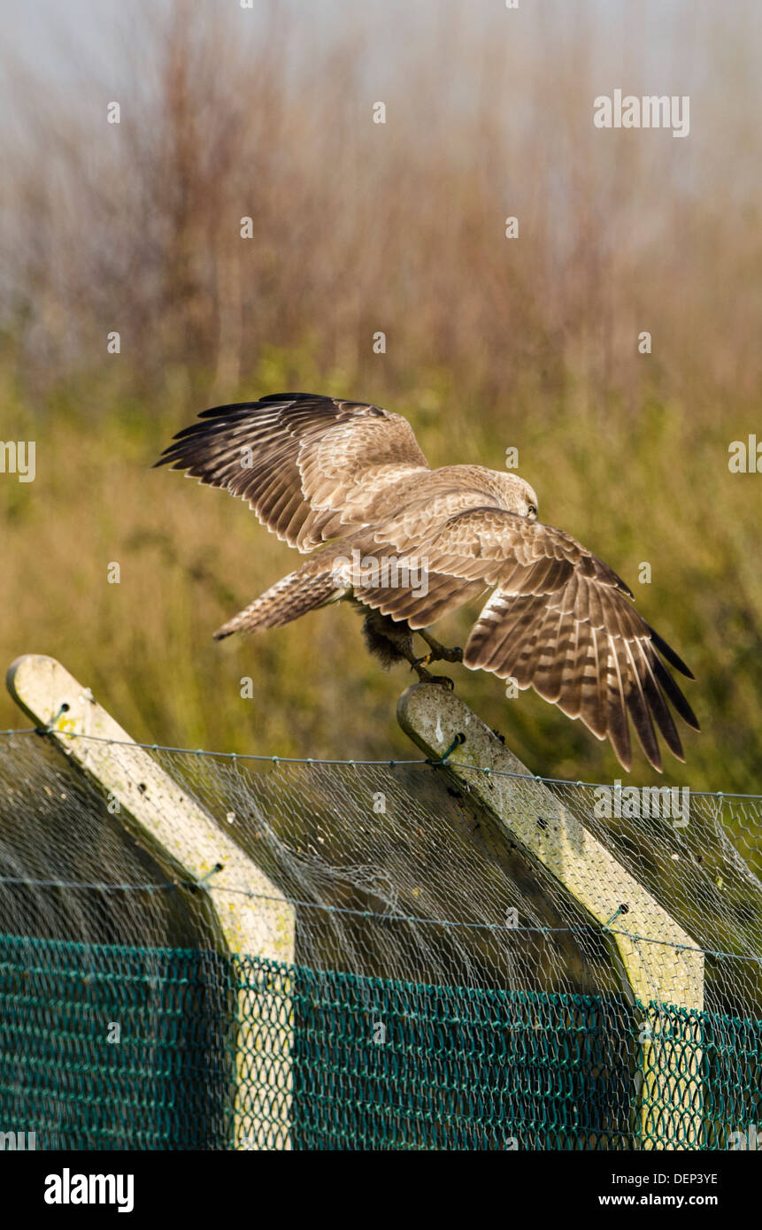 Buzzard landing on a post Stock Photo Alamy