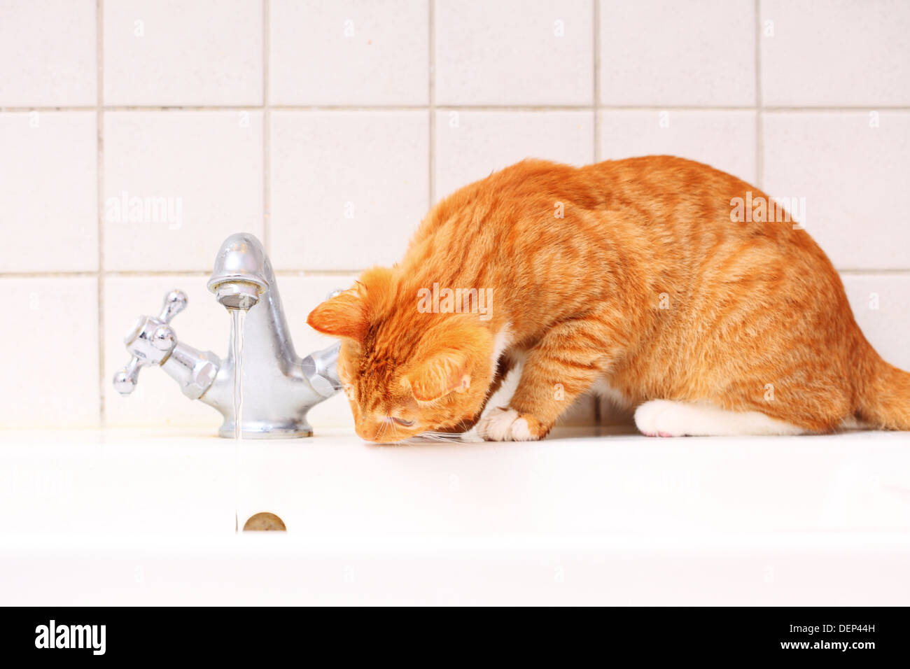 Animals at home red cute little cat pet kitten in bathroom sink