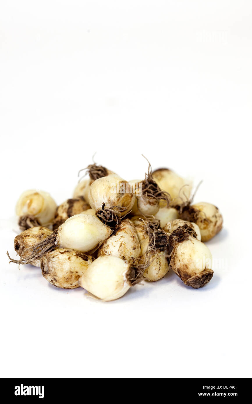A pile of dried grape hyacinth bulbs against a white background Stock