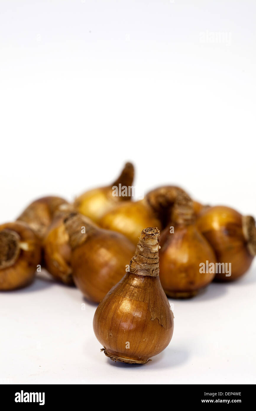 A pile of dried jonquil bulbs against a white background Stock Photo