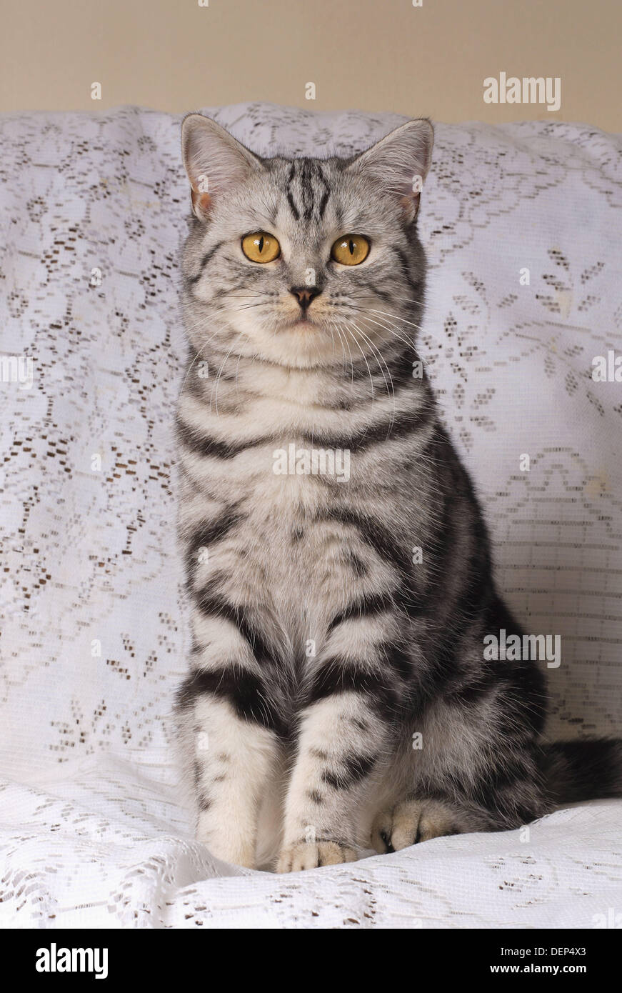 Cat. British Shorthair Stock Photo Alamy