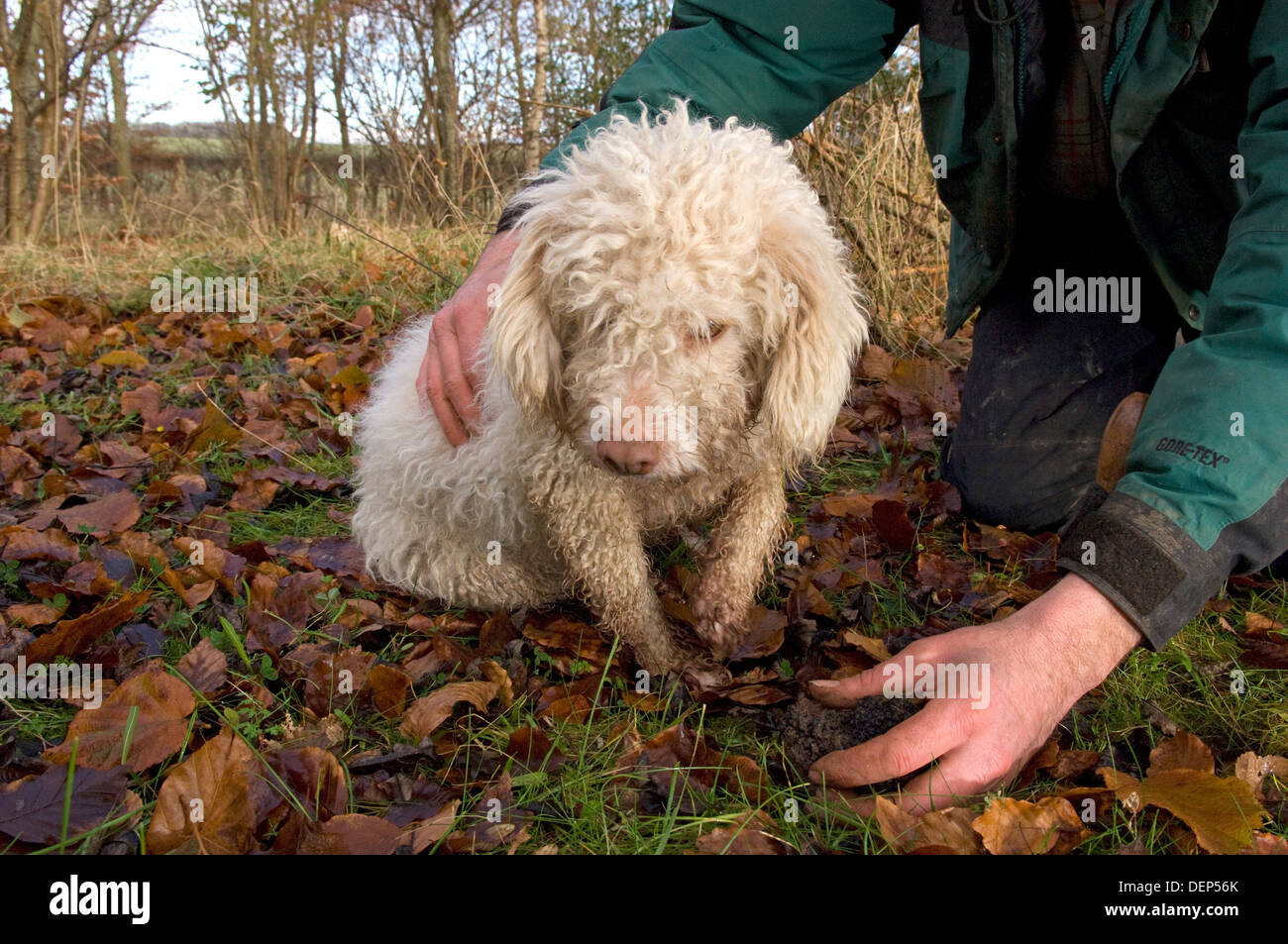 Professional truffle hunter Tom Lywood assisted by his Italian Truffle