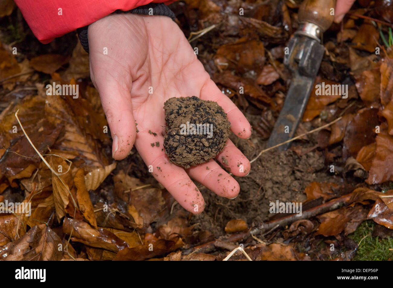 Professional truffle hunter Tom Lywood assisted by his Italian Truffle Hunting dogs searching in